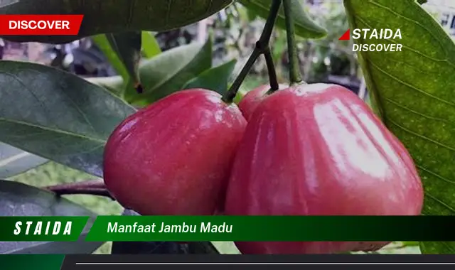 Temukan Rahasia Kesehatan Jambu Madu yang Jarang Diketahui