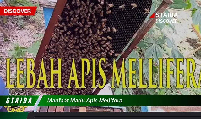 Temukan 7 Manfaat Madu Apis Mellifera yang Jarang Diketahui