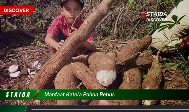 Temukan 7 Manfaat Rebusan Ketela Pohon yang Jarang Diketahui