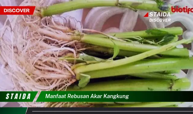 Temukan Manfaat Rebusan Akar Kangkung yang Jarang Diketahui