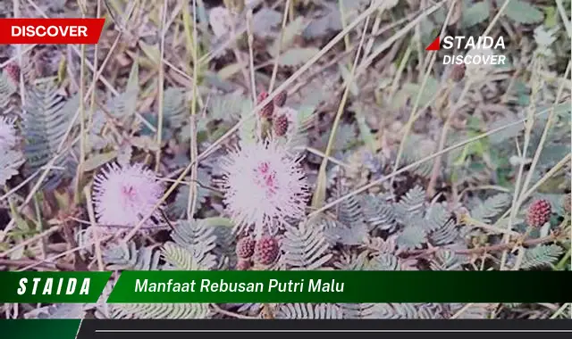 Temukan Manfaat Rebusan Putri Malu yang Perlu Anda Ketahui