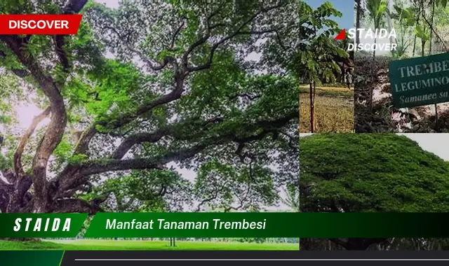Manfaat Pohon Trembesi yang Mengejutkan dan Jarang Diketahui