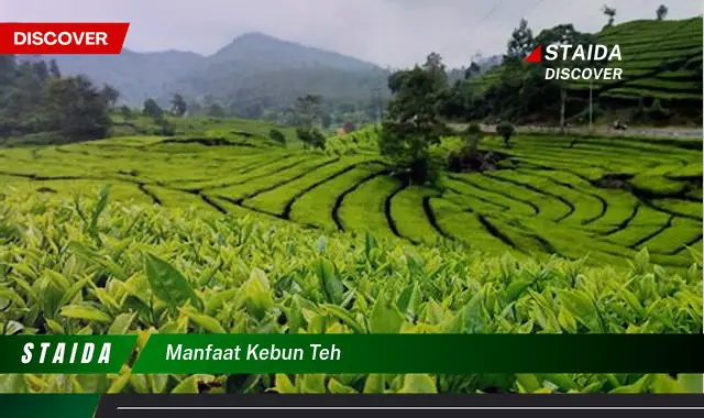 Temukan Manfaat Kebun Teh yang Jarang Diketahui