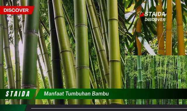Temukan Manfaat Bambu yang Jarang Diketahui!