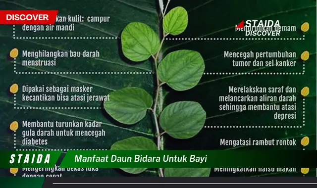 Temukan Rahasia Manfaat Daun Bidara untuk Bayi yang Jarang Diketahui