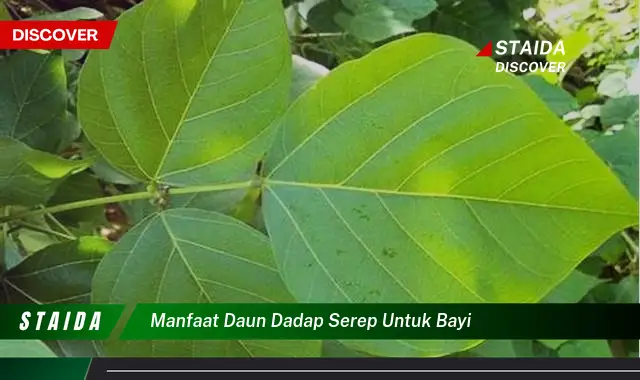 Temukan 7 Manfaat Daun Dadap Serep untuk Bayi yang Jarang Diketahui