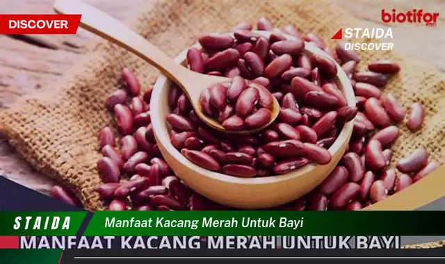 Temukan Rahasia Kacang Merah untuk Bayi Anda