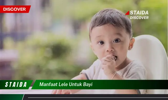 Temukan Manfaat Lele untuk Bayi yang Jarang Diketahui