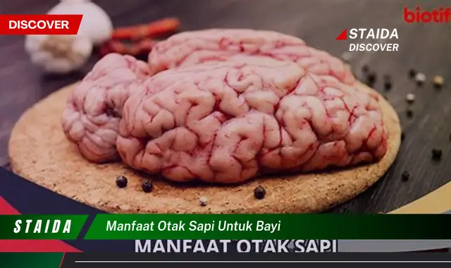 Temukan Manfaat Otak Sapi untuk Bayi yang Belum Banyak Diketahui