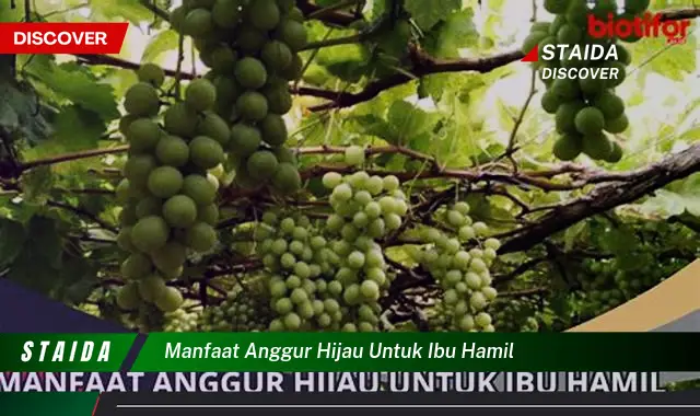 Temukan 7 Manfaat Anggur Hijau yang Penting untuk Ibu Hamil