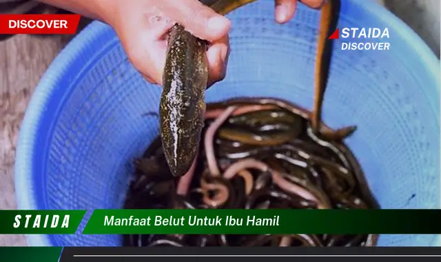 Manfaat Belut Untuk Ibu Hamil