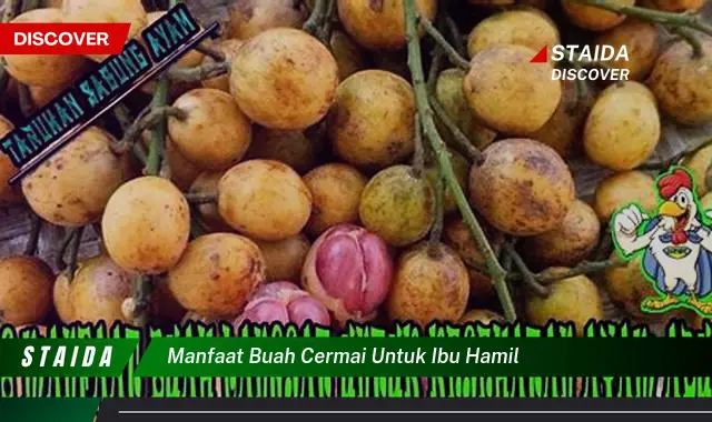 Temukan 5 Manfaat Buah Cermai untuk Ibu Hamil yang Jarang Diketahui