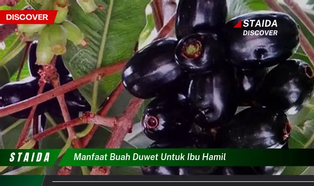 Temukan Manfaat Buah Duwet untuk Ibu Hamil yang Jarang Diketahui