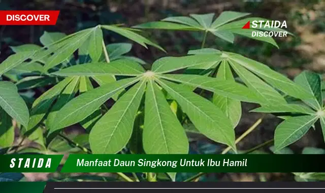 Temukan Manfaat Daun Singkong untuk Ibu Hamil yang Belum Banyak Diketahui