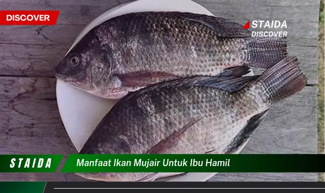 Temukan 7 Manfaat Ikan Mujair untuk Ibu Hamil yang Jarang Diketahui