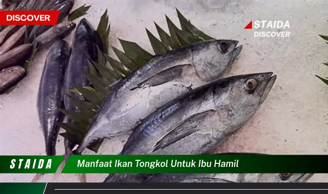 Terungkap Manfaat Ikan Tongkol untuk Ibu Hamil yang Perlu Diketahui