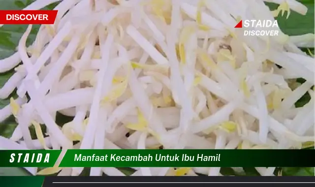 Temukan Manfaat Kecambah yang Jarang Diketahui untuk Ibu Hamil