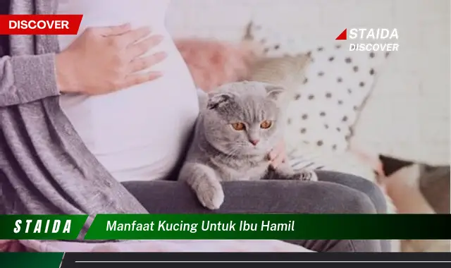 Temukan 7 Manfaat Kucing untuk Ibu Hamil yang Jarang Diketahui