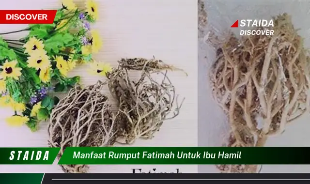 Temukan Manfaat Rumput Fatimah untuk Ibu Hamil yang Jarang Diketahui