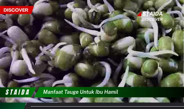 Ungkap Manfaat Tauge untuk Ibu Hamil yang Jarang Diketahui!