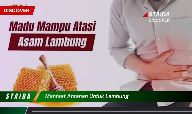 Temukan Rahasia Manfaat Antanan untuk Lambung yang Jarang Diketahui