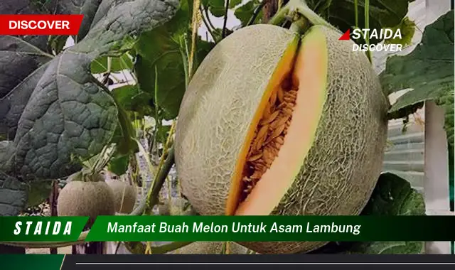 Temukan Manfaat Tersembunyi Buah Melon untuk Asam Lambung yang Jarang Diketahui