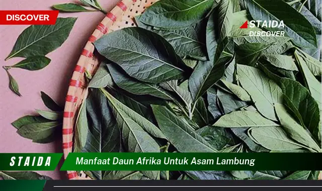 Temukan Manfaat Daun Afrika untuk Asam Lambung (Jarang Diketahui!)