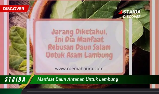 Temukan Manfaat Luar Biasa Daun Antanan untuk Lambung yang Jarang Diketahui