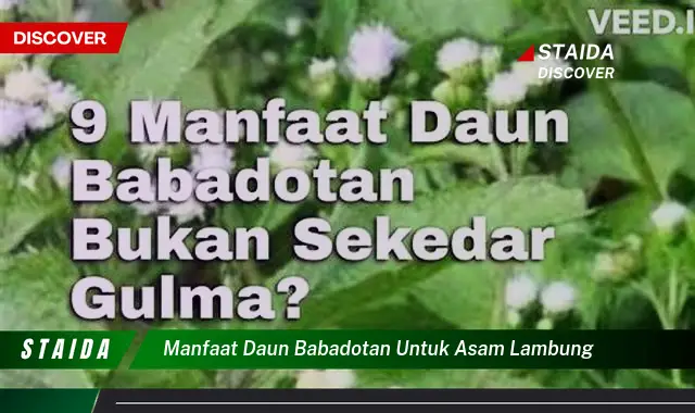 Temukan 7 Manfaat Daun Babadotan untuk Lambung yang Jarang Diketahui