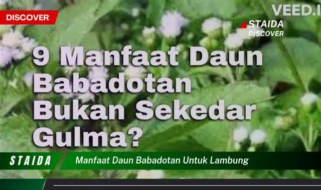 Temukan Manfaat Daun Babadotan untuk Lambung yang Jarang Diketahui, Ini Penting!