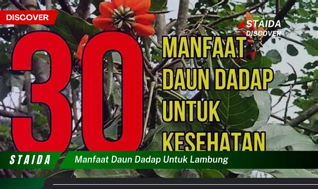 7 Manfaat Daun Dadap untuk Lambung yang Jarang Diketahui