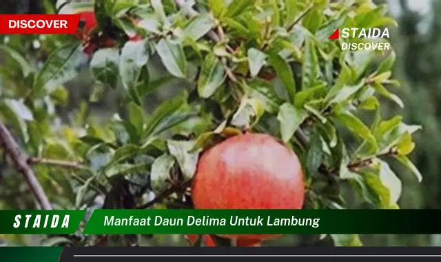 Temukan 7 Manfaat Daun Delima untuk Lambung yang Jarang Diketahui