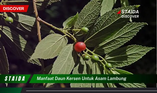 Temukan Manfaat Daun Kersen untuk Asam Lambung yang Jarang Diketahui