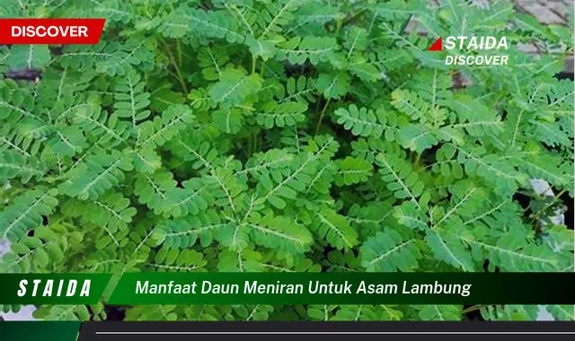 Temukan Manfaat Daun Meniran untuk Asam Lambung yang Jarang Diketahui