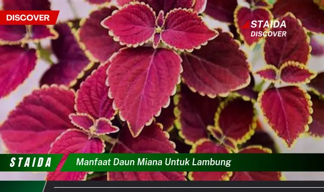 Temukan 5 Manfaat Daun Miana untuk Lambung yang Jarang Diketahui