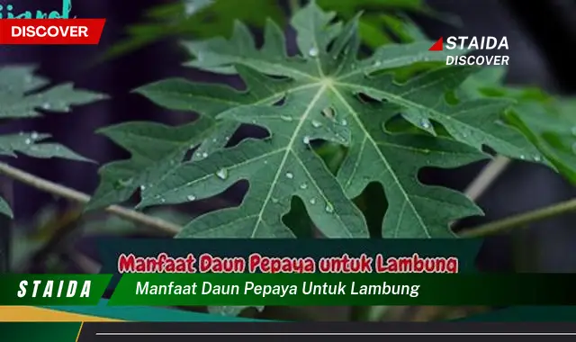 Temukan 7 Manfaat Daun Pepaya untuk Lambung yang Jarang Diketahui