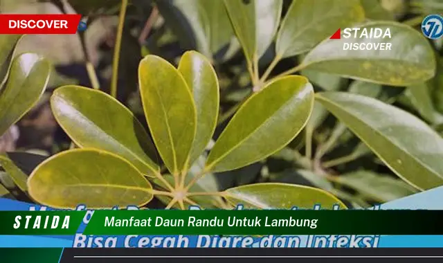 Temukan Rahasia Daun Randu untuk Lambung Sehat