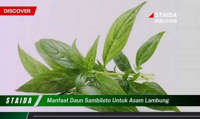 Temukan Manfaat Langka Daun Sambiloto untuk Asam Lambung yang Jarang Diketahui