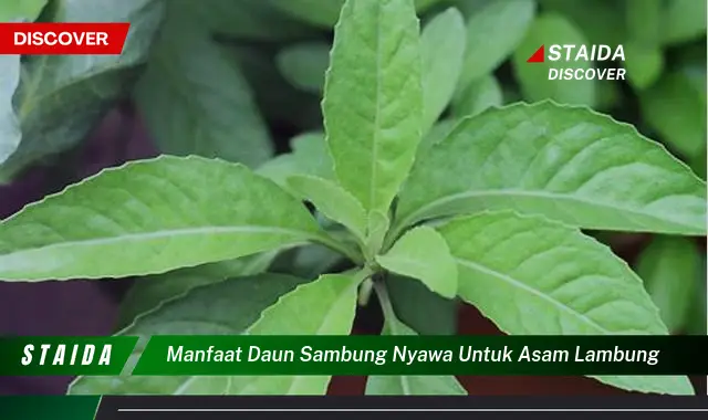 7 Khasiat Daun Sambung Nyawa untuk Asam Lambung yang Jarang Diketahui