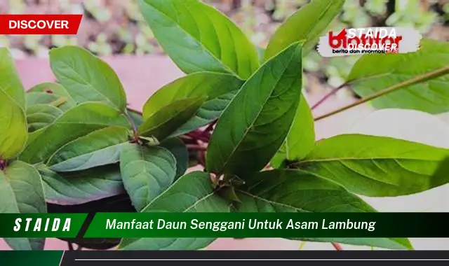 manfaat daun senggani untuk asam lambung