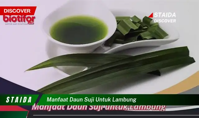 Temukan Manfaat Daun Suji untuk Lambung yang Jarang Diketahui