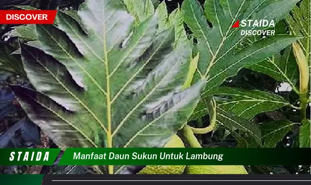 manfaat daun sukun untuk lambung