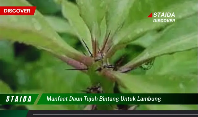 Temukan 7 Manfaat Daun Tujuh Bintang untuk Lambung yang Jarang Diketahui!