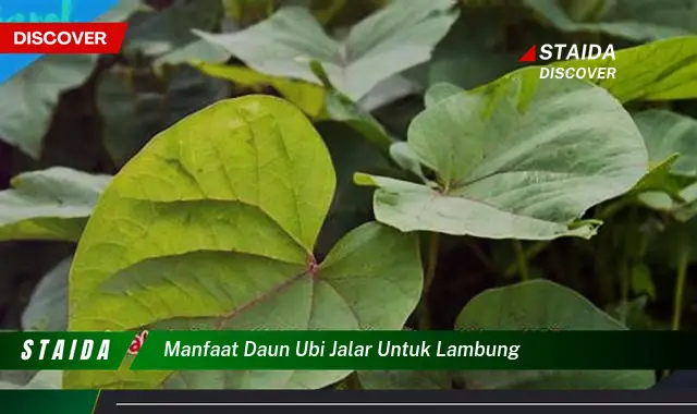 Temukan Manfaat Daun Ubi Jalar untuk Lambung yang Jarang Diketahui