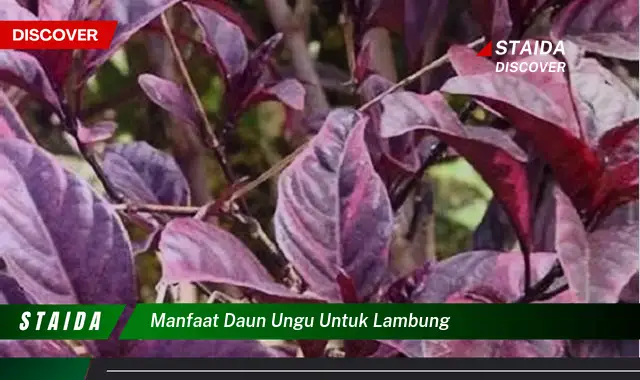 Ungkap Manfaat Daun Ungu untuk Lambung yang Jarang Diketahui!