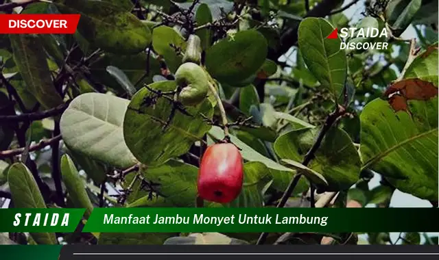 7 Manfaat Jambu Monyet untuk Lambung yang Jarang Diketahui