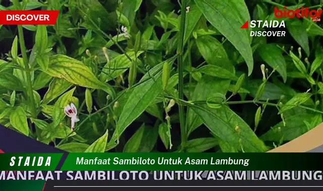 Temukan 7 Manfaat Sambiloto untuk Asam Lambung yang Jarang Diketahui