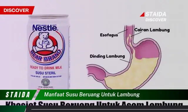 Temukan 7 Manfaat Susu Beruang untuk Lambung yang Jarang Diketahui