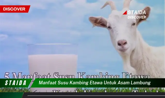 Temukan Rahasia Susu Kambing Etawa untuk Atasi Asam Lambung