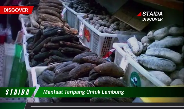 7 Manfaat Teripang untuk Lambung yang Jarang Diketahui